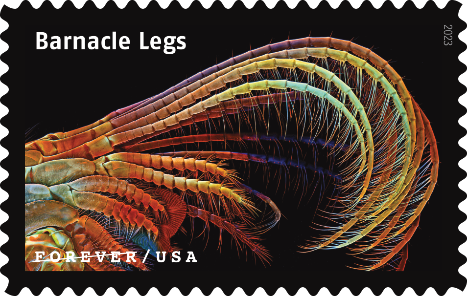 2023 Life Magnified Stamps
