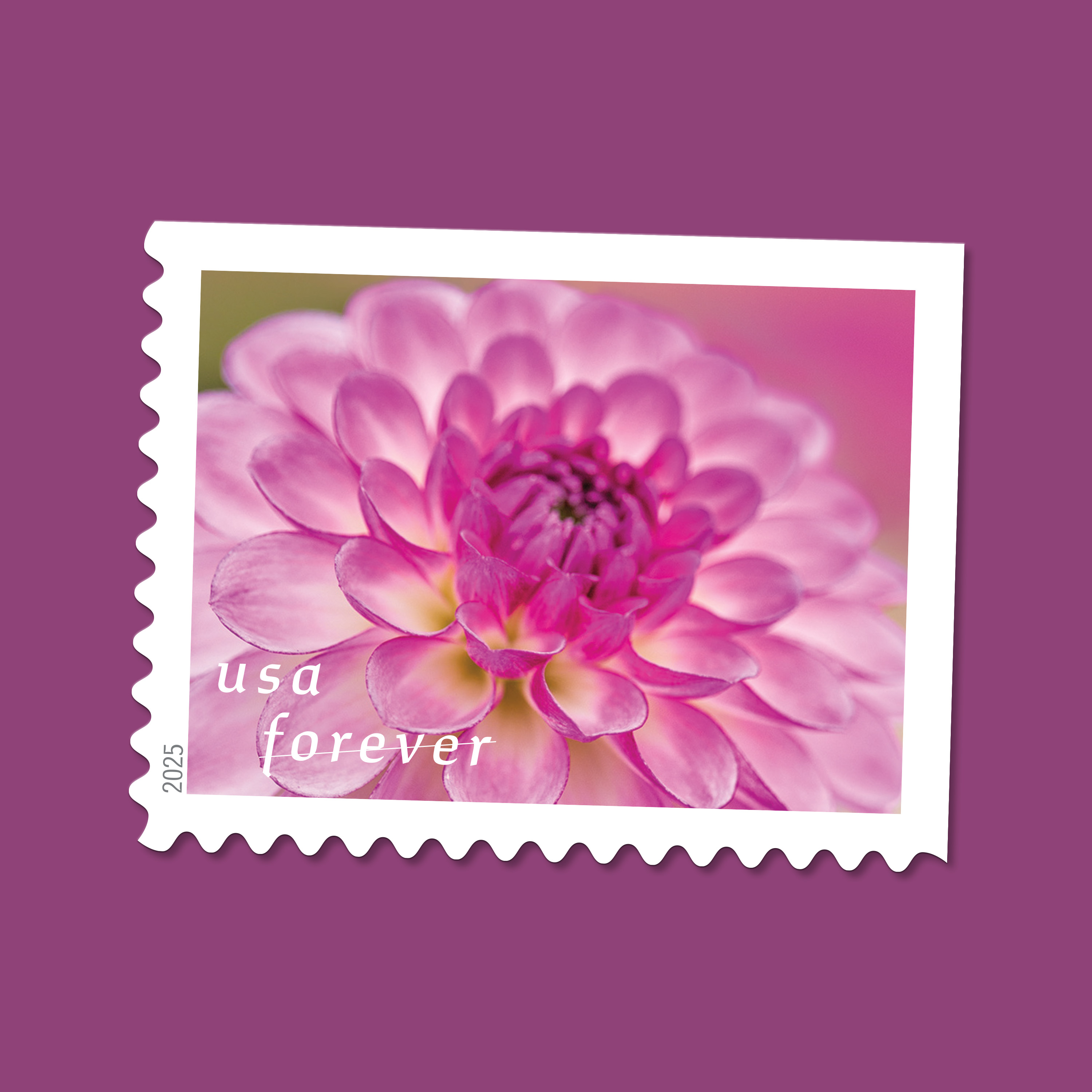 2025 Forever Stamps Dahlias Stamps