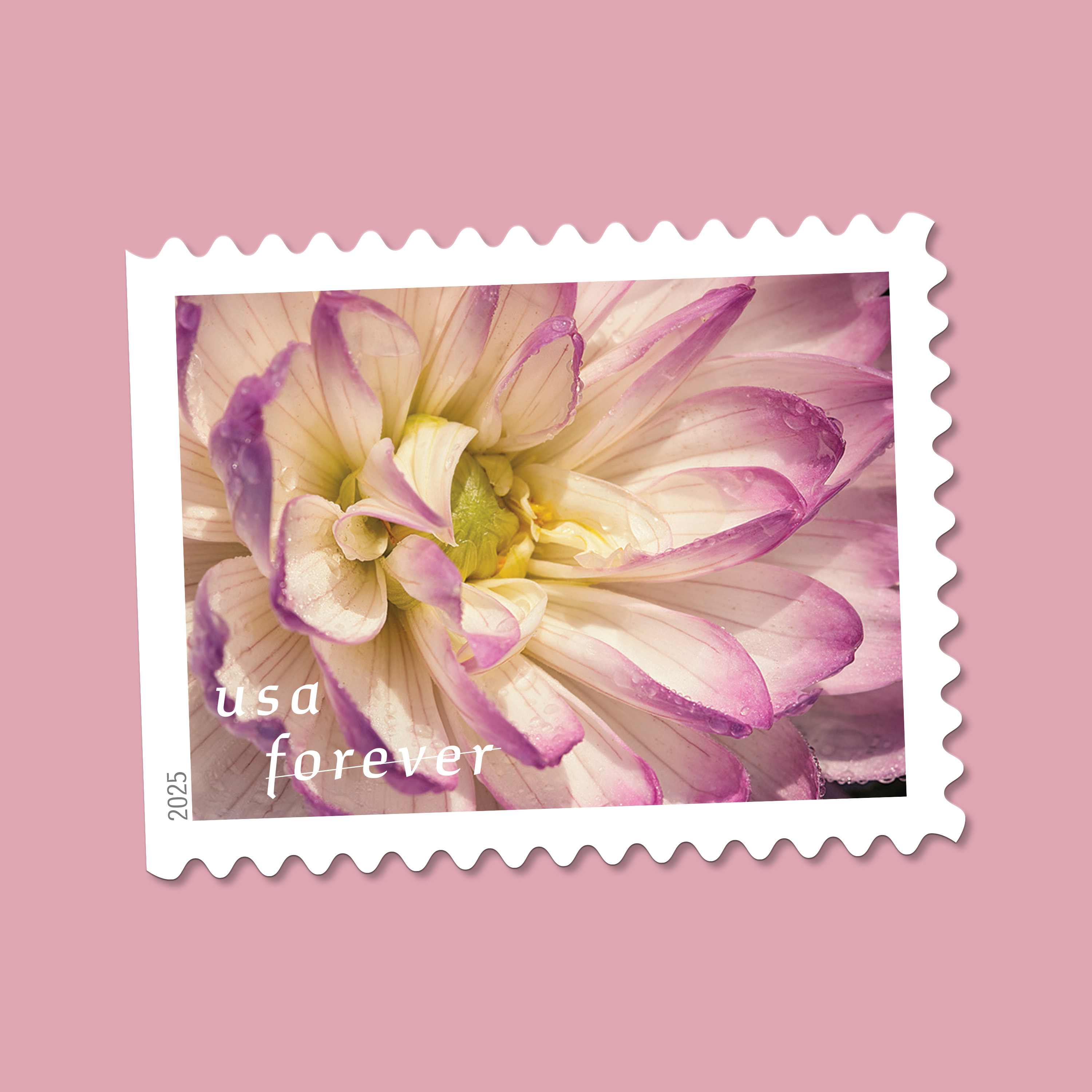 2025 Forever Stamps Dahlias Stamps